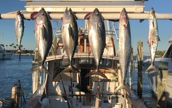 Blackfin Tuna, King Mackerel / Kingfish fishing in Islamorada, Florida