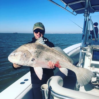 Black Drum fishing in Galveston, Texas