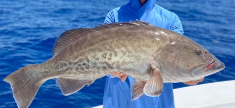 Gag Grouper Fishing in Clearwater, Florida