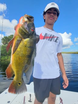 Peacock Bass fishing in Fort Lauderdale, Florida