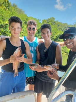 Mangrove Snapper fishing in St. Petersburg, Florida