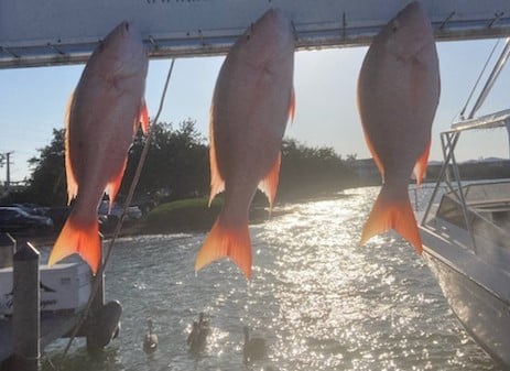 Mutton Snapper Fishing in Marathon, Florida