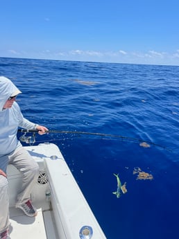 Mahi Mahi Fishing in Layton Key, Florida