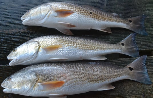 Redfish fishing in Galveston, Texas