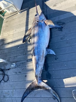 Swordfish Fishing in Marathon, Florida