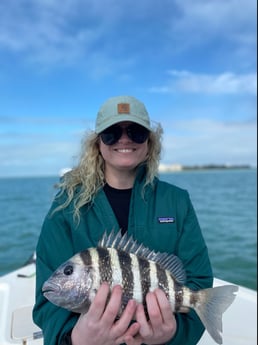 Sheepshead Fishing in Sarasota, Florida