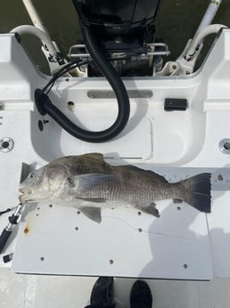 Fishing in Galveston, Texas