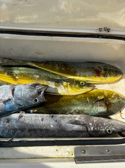 Fishing in Miami, Florida