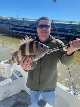 Sheepshead Fishing in Galveston, Texas