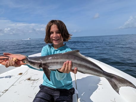 Cobia Fishing in Ruskin, Florida