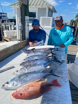 Lane Snapper, Little Tunny / False Albacore Fishing in Niceville, Florida