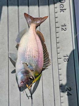 Scup Fishing in Stone Harbor, New Jersey