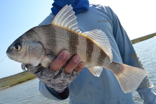 Black Drum fishing in Rockport, Texas