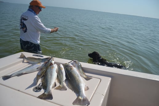 Speckled Trout / Spotted Seatrout fishing in Corpus Christi, Texas