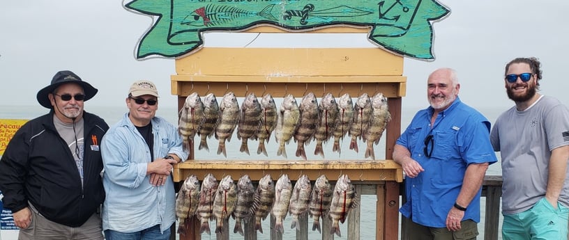 Sheepshead fishing in Port Isabel, Texas