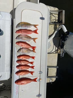 Scup, Vermillion Snapper Fishing in Destin, Florida