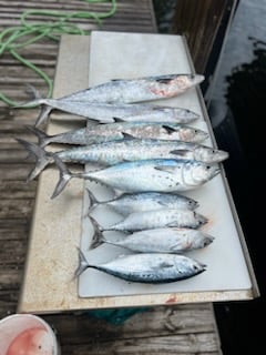 False Albacore, Kingfish Fishing in Pompano Beach, Florida