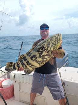 Goliath Grouper fishing in Clearwater, Florida