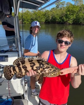 Sheepshead fishing in Naples, Florida