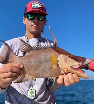 Hogfish Fishing in Sarasota, Florida