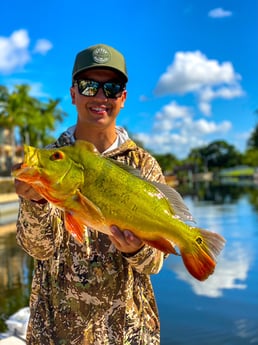 Peacock Bass fishing in Delray Beach, Florida