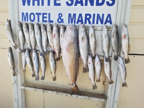 Redfish, Speckled Trout / Spotted Seatrout fishing in South Padre Island, Texas