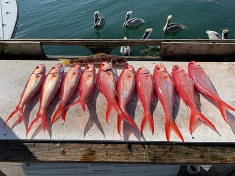 Vermillion Snapper Fishing in Islamorada, Florida