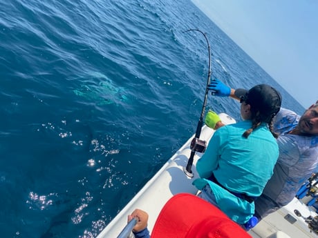 Blacktip Shark Fishing in Destin, Florida