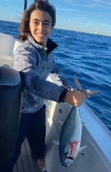 Little Tunny / False Albacore Fishing in Key Largo, Florida