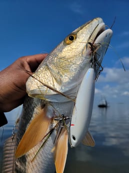 Redfish Fishing in Rio Hondo, Texas