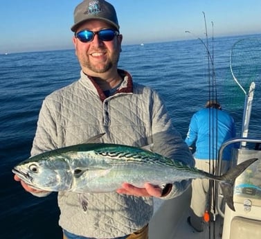 Little Tunny / False Albacore Fishing in Beaufort, North Carolina