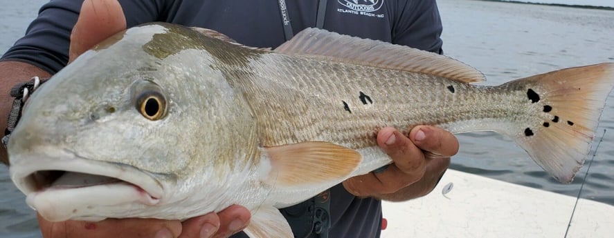 Redfish fishing in Beaufort, North Carolina