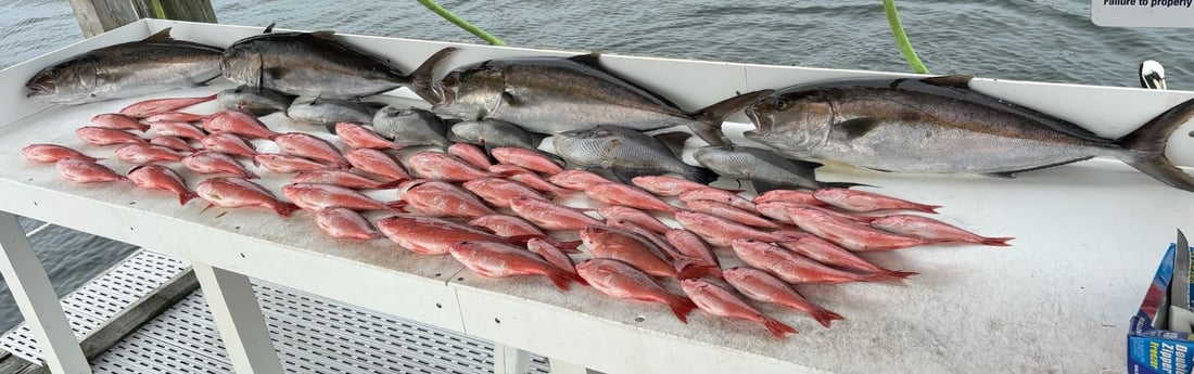 Amberjack, Triggerfish, Vermillion Snapper Fishing in Gulf Shores, Alabama