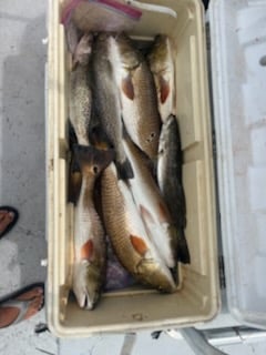 Redfish, Speckled Trout Fishing in Rockport, Texas