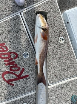 Redfish fishing in Holmes Beach, Florida