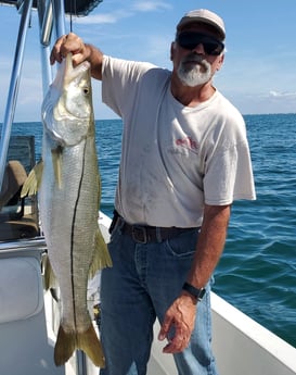 Snook fishing in St. Petersburg, Florida