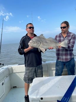 Black Drum fishing in Galveston, Texas