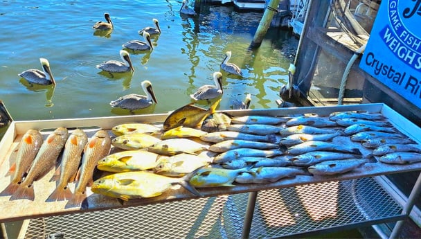 Redfish, Speckled Trout Fishing in Crystal River, Florida