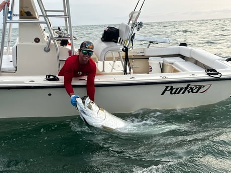 Tarpon fishing in Sarasota, Florida