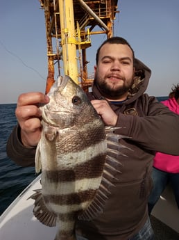 Sheepshead fishing in Galveston, Texas