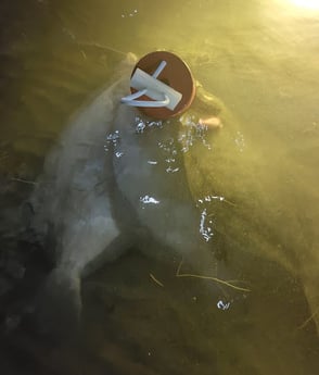 Flounder Fishing in Rio Hondo, Texas