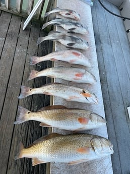 Black Drum, Redfish Fishing in Rockport, Texas