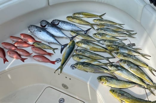 Little Tunny / False Albacore, Mahi Mahi / Dorado, Red Snapper fishing in Pensacola, Florida