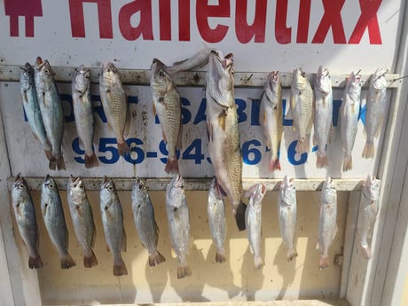 Speckled Trout / Spotted Seatrout Fishing in South Padre Island, Texas