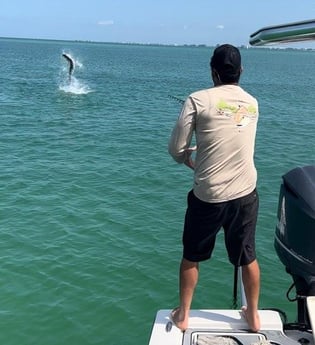 Tarpon Fishing in St. Petersburg, Florida