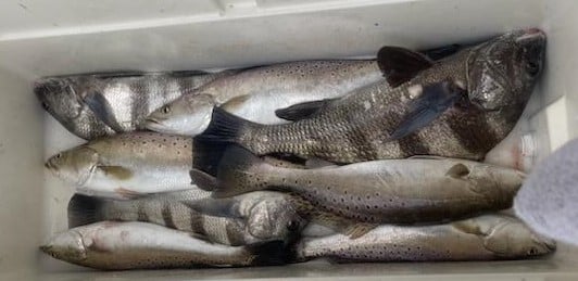 Black Drum, Speckled Trout / Spotted Seatrout Fishing in Galveston, Texas