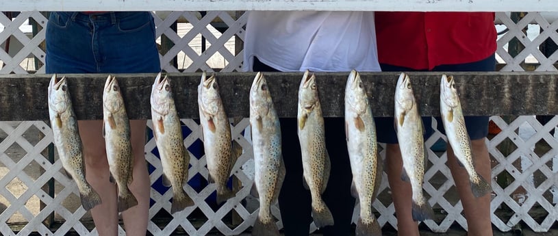 Speckled Trout / Spotted Seatrout fishing in Corpus Christi, Texas