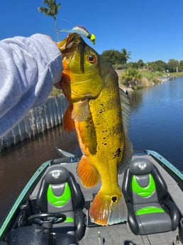 Peacock Bass Fishing in Boca Raton, Florida