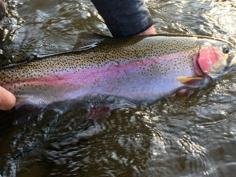 Rainbow Trout Fishing in Broken Bow, Oklahoma