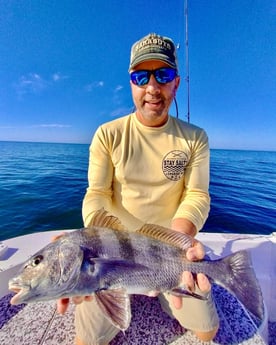 Black Drum Fishing in Sarasota, Florida